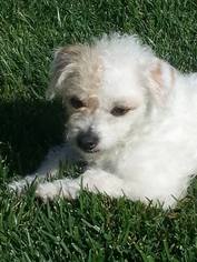 Small Parson Russell Terrier-Poodle (Standard) Mix