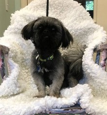 Pekingese Dogs for adoption in Meridian, MS, USA
