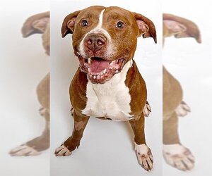 American Staffordshire Terrier Dogs for adoption in Ogden, UT, USA