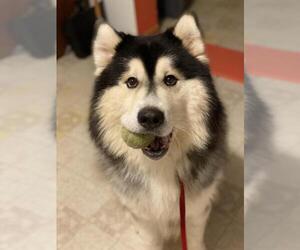 Alaskan Malamute Dogs for adoption in Tallahassee, FL, USA