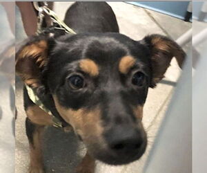 Chihuahua-Unknown Mix Dogs for adoption in Houston, TX, USA