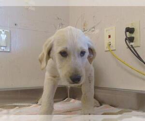 Labrador Retriever-Unknown Mix Dogs for adoption in Sacramento, CA, USA