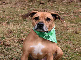 Boxador Dogs for adoption in Westminster, MD, USA