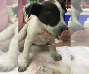 Mutt Dogs for adoption in Riverside, CA, USA