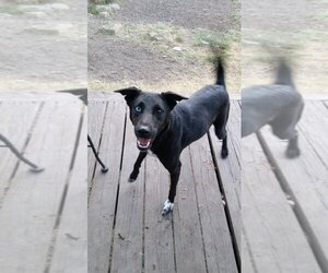 Shollie Dogs for adoption in Pipe Creek, TX, USA