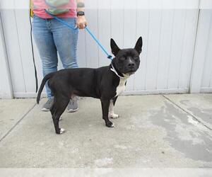 American Pit Bull Terrier-Unknown Mix Dogs for adoption in Louisville, KY, USA