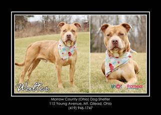 Rottweiler-American Pit Bull Terrier Dogs for adoption in Mt. Gilead, OH, USA