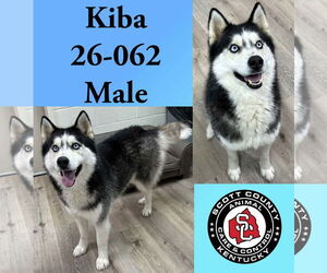 Siberian Husky Dogs for adoption in Georgetown, KY, USA