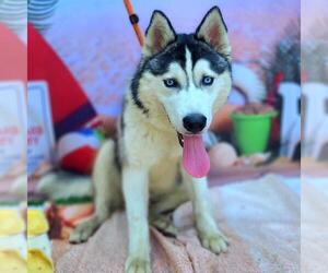 Siberian Husky Dogs for adoption in Long Beach, CA, USA