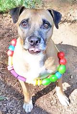 Boxer-Unknown Mix Dogs for adoption in Lyndhurst, VA, USA