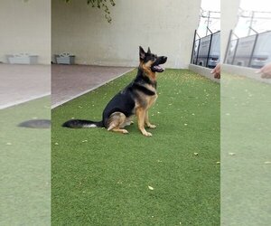 German Shepherd Dog Dogs for adoption in Fort Lauderdale, FL, USA