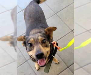 German Shepherd Dog-Unknown Mix Dogs for adoption in San Antonio, TX, USA