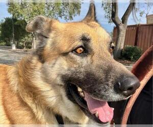 German Shepherd Dog-Unknown Mix Dogs for adoption in Martinez, CA, USA
