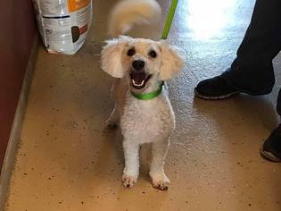 Bichon Frise Dogs for adoption in Great Bend, KS, USA