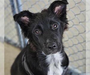 Border Collie Dogs for adoption in Bakersfield, CA, USA