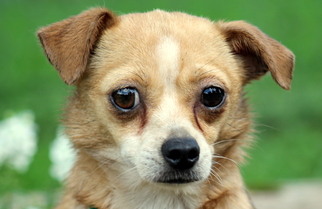 Chihuahua Dogs for adoption in Sparta, TN, USA
