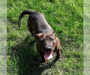 American Pit Bull Terrier Dogs for adoption in Nashville, GA, USA