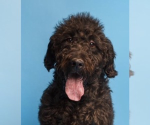 Labradoodle Dogs for adoption in Thomasville, NC, USA