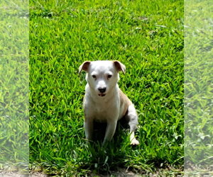 Jack-Rat Terrier Dogs for adoption in Missouri City, TX, USA
