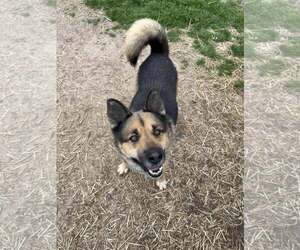 German Shepherd Dog Dogs for adoption in Shreveport, LA, USA