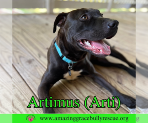 American Staffordshire Terrier-Labrador Retriever Mix Dogs for adoption in Pensacola, FL, USA