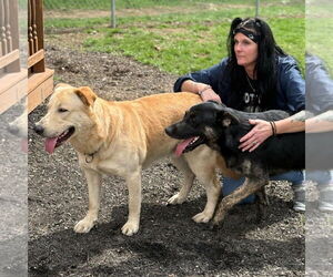 Shepradors Dogs for adoption in Martinsburg, WV, USA