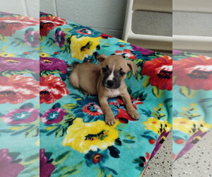 Labrador Retriever-Unknown Mix Dogs for adoption in York, SC, USA
