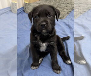 Catahoula Leopard Dog-Unknown Mix Dogs for adoption in Green Forest, AR, USA