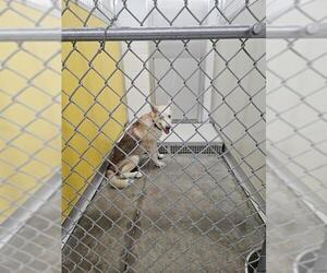 Gerberian Shepsky Dogs for adoption in Temple, TX, USA