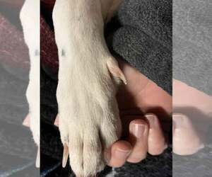 Mutt Dogs for adoption in Crandall, GA, USA
