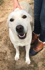 Labrador Retriever Dogs for adoption in West Columbia, SC, USA