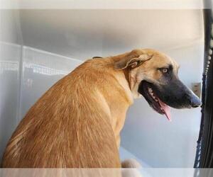 German Shepherd Dog-Unknown Mix Dogs for adoption in Houston, TX, USA