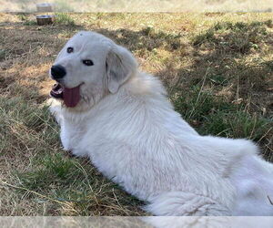 Great Pyrenees Dogs for adoption in Hamilton, MT, USA