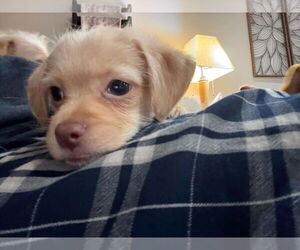 Poodle (Miniature)-Unknown Mix Dogs for adoption in Plainfield, IL, USA