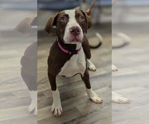 Lab-Pointer Dogs for adoption in Minneapolis, MN, USA