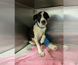 Border Collie-Unknown Mix Dogs for adoption in Riverside, CA, USA