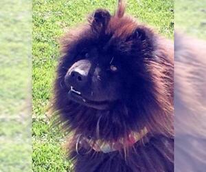 Chow Chow Dogs for adoption in Ventura, CA, USA