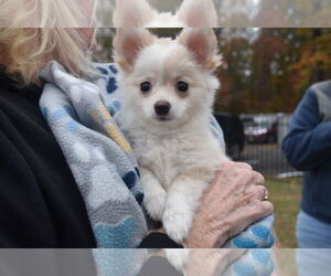 Chihuahua-Unknown Mix Dogs for adoption in Spring Lake, NJ, USA