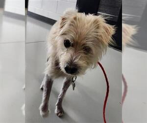 Mutt Dogs for adoption in Temple, TX, USA