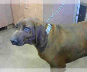 Redbone Coonhound Dogs for adoption in Sacramento, CA, USA