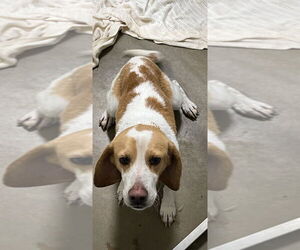 Beagle-Unknown Mix Dogs for adoption in Pierceton , IN, USA