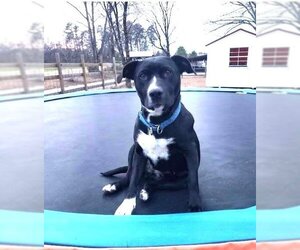 Retriever -Unknown Mix Dogs for adoption in Spring Lake, NC, USA