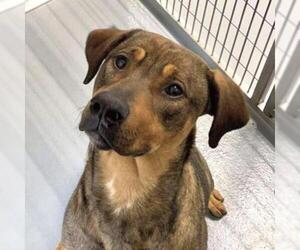 Vizsla Dogs for adoption in Rocky Mount, VA, USA