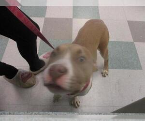 American Pit Bull Terrier-Unknown Mix Dogs for adoption in Oklahoma City, OK, USA
