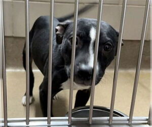 Medium Photo #1 American Pit Bull Terrier Puppy For Sale in Aurora, IL, USA