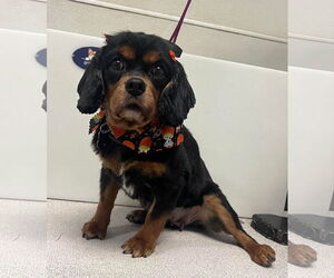 Cavalier King Charles Spaniel Dogs for adoption in Sioux Falls, SD, USA