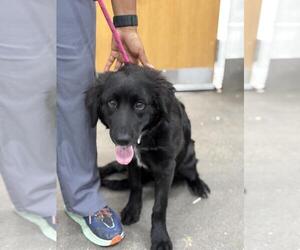 Labrador Retriever-Unknown Mix Dogs for adoption in Forestville, MD, USA