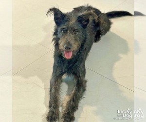 Mutt Dogs for adoption in Washington, DC, USA