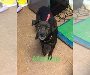 Plott Hound Dogs for adoption in Boston, MA, USA