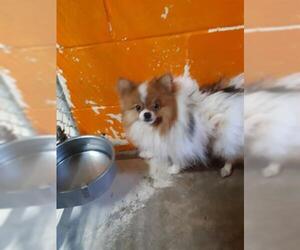 Pomeranian Dogs for adoption in Green Cove Springs, FL, USA